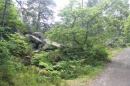 forêt des 3 Pignons